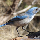 Western Scrub Jay