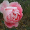 Peony