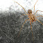 Spitting Spider
