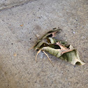 Pandora sphinx moth
