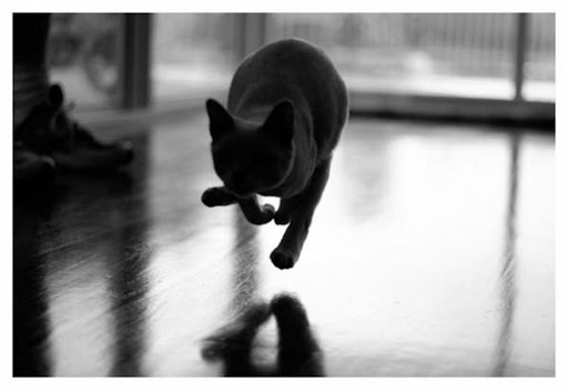 CatRun