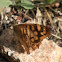 Pararge aegeria (Mariposa de los muros. Speckled Wood Butterfly