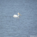 American White Pelican