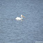 American White Pelican