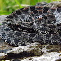 Dusky Pigmy Rattlesnake