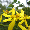 Senecio angulatus