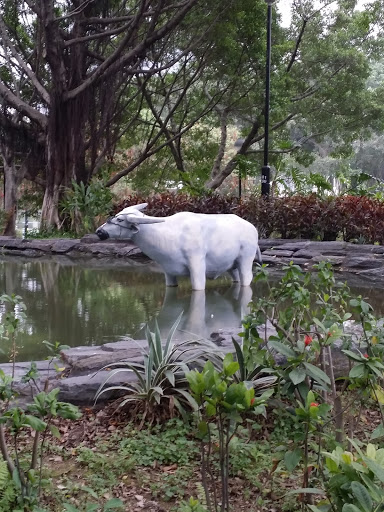 白色乳牛