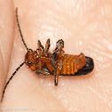 Soldier beetle