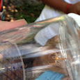 Spiders of Singapore