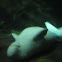 Dugong