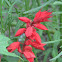 Salvia