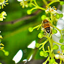 Honey Bee