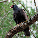 Turkey Vulture