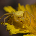 flower crab spider