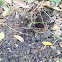 Hole dug by Armadillo
