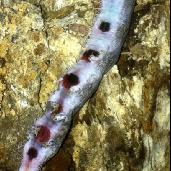 Spotting Image 1