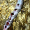 Ilia underwing caterpillar