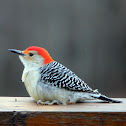 Red-bellied Woodpecker