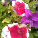 Multicoloured Pentunia