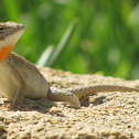 Lagartija, Lizard