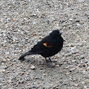 Red-winged Blackbird