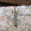 Common House Gecko