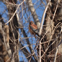 American Kestrel