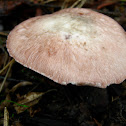 Agaricus?