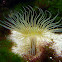 Cérianthus