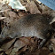Southern Brown Bandicoot
