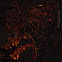 Unknown spotting