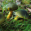 Dermocybe Austroveneta