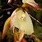 Trichopilia laxa