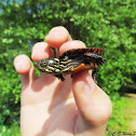 Eastern Painted Turtle