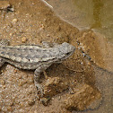 Western Fence Lizard