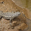 Western Fence Lizard