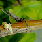 Crab Spider