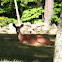 White Tail Deer
