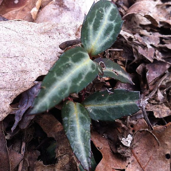 Spotting Image 1
