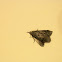 Bee Moth
