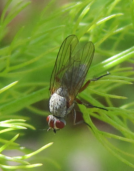 Spotting Image 1