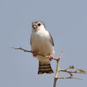 Pygmy Falcon