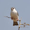 Pygmy Falcon