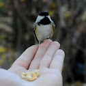 Black-capped Chickadee