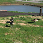 Canadian Goose
