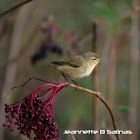 Common Chiffchaff