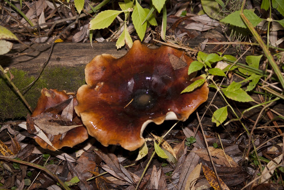 Spotting Image 1