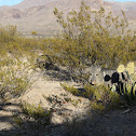 Javelina