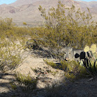 Javelina
