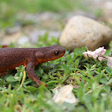 Rough-skinned Newt